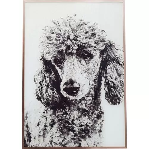 Πίνακας Alu Σκύλος Poodle 60x40 εκ.