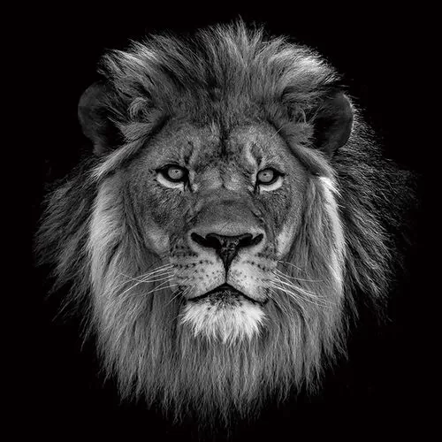 Πίνακας Γυάλινος Βασιλιάς Των Λιονταριών Ασπρόμαυρος