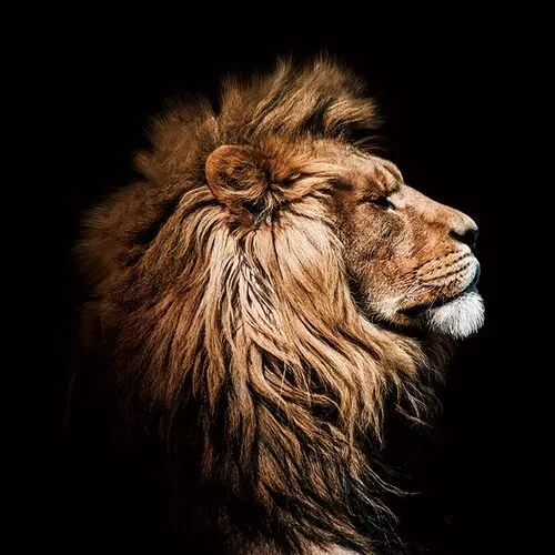 Πίνακας Γυάλινος Βασιλιάς Των Λιονταριών Σε Προφίλ