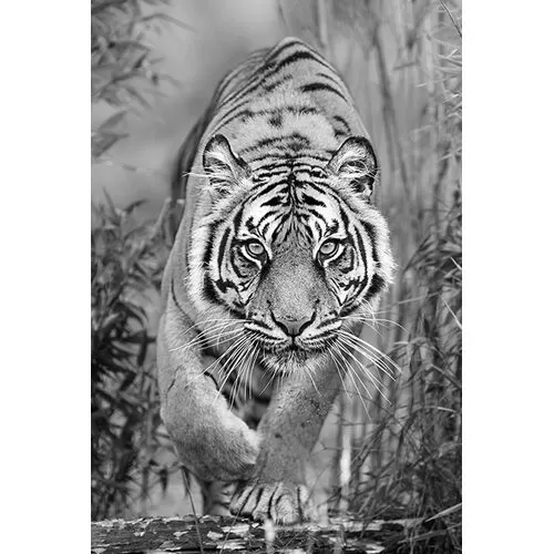 Πίνακας Γυάλινος Το Κυνήγι Της Τίγρης Ασπρόμαυρος
