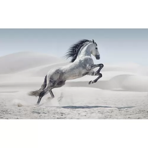 Πίνακας Γυάλινος Άγριο Άλογο