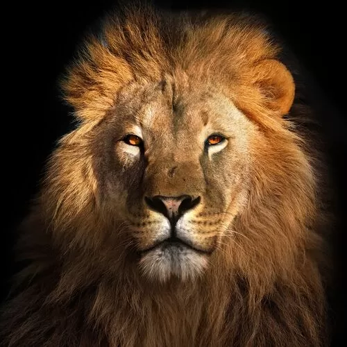 Πίνακας Γυάλινος Ο Βασιλιάς Των Λιονταριών