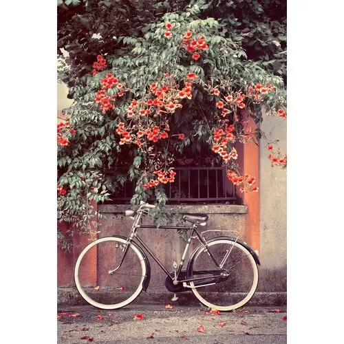 Πίνακας Γυάλινος Ποδήλατο Κάτω Από Δέντρο