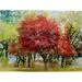 Γυάλινος Πίνακας Φθινοπωρινά Δέντρα Πράσινο-Κόκκινο 160x120 εκ.